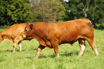 Taureau de la race Limousine