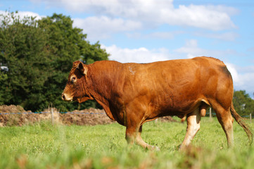 Taureau de la race Limousine