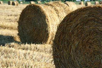 Hay field