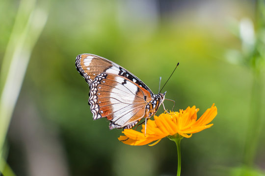 Butterfly perched atop the yellow flower