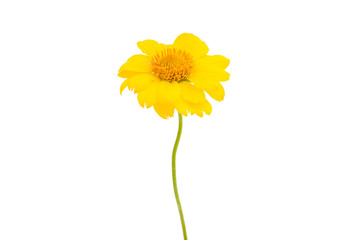 yellow flower