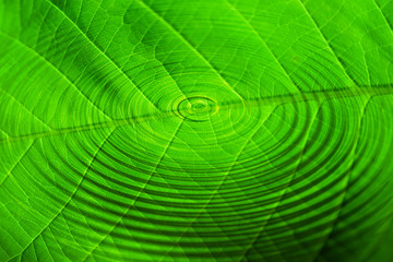 Fresh Leaf in the Water