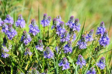 Fototapeta premium Ehrenpreis Oesterreichischer - Veronica austriaca 04