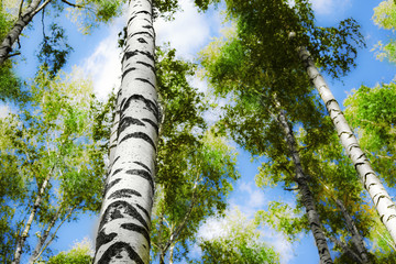 Fototapeta premium forest birch