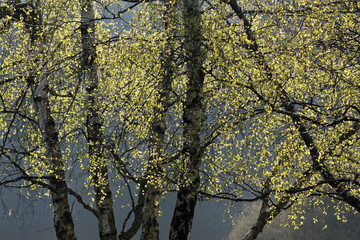 Birken im Frühling
