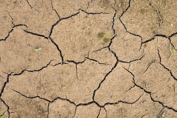 Stalks of grass on dry earth