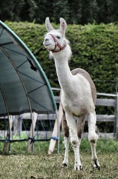 Lama