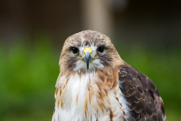 Bussard