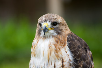 Bussard