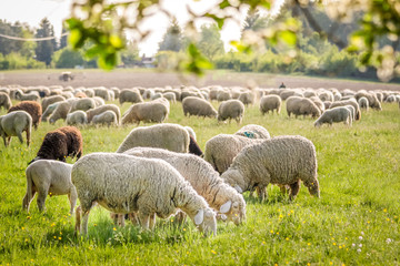 Obraz premium Schafherde im Taunus