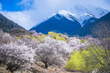 Peach blossom