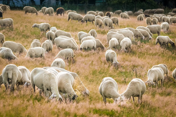 Fototapeta premium Schafherde im Taunus