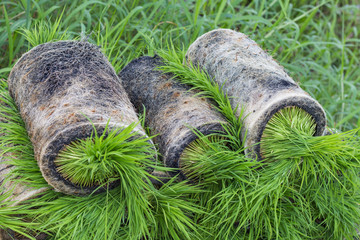 Rice sprout , that reserve for grow by machine