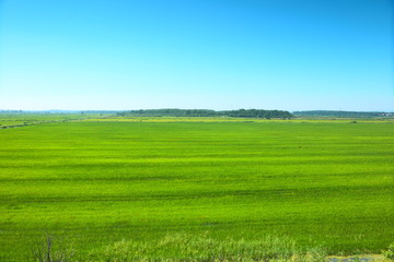 Fototapeta premium Green meadow under blue sky