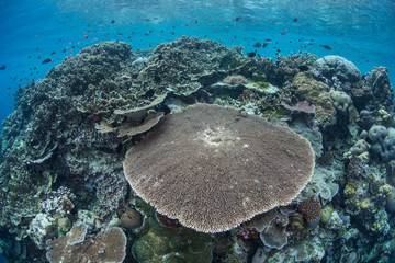 Healthy Corals