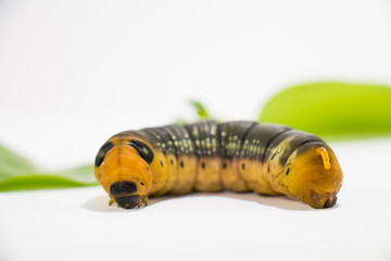 Worm on a white background close up.