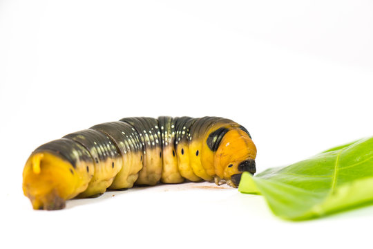 Worm on a white background close up.