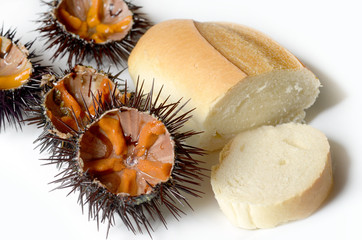 ricci di mare con pane