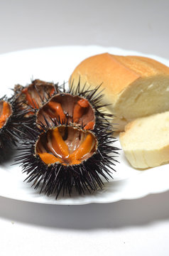 ricci di mare con pane