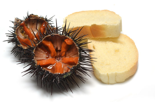 ricci di mare con pane