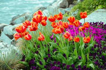 Tulip garden with lake background