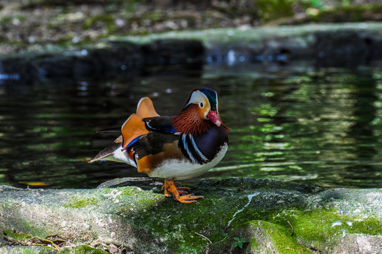 Colorful Mandarin Duck in Panama