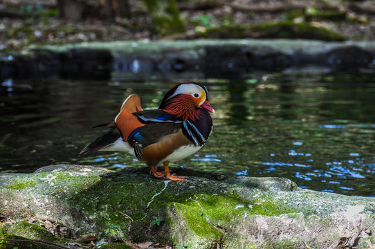 Colorful Mandarin Duck in Panama