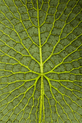 Amazonas-Riesenseerose Unterseite