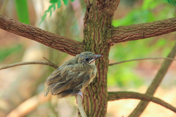 bulbul chick