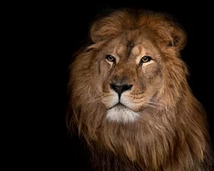 Fotobehang Leeuw leeuw op een zwarte achtergrond.