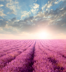 Lavender field - 69401872