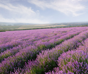 Fototapeta na wymiar Lavender field