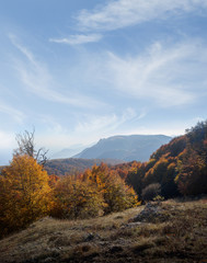 Autumn beautiful forest