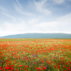 field of flowers