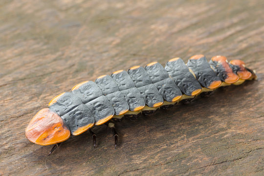 Lightning bug