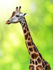 Naklejka premium giraffe on green background
