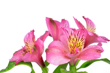 Foto op Canvas alstroemeria pink flowers isolated on white © vencav