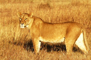 Lion on the Masai Mara in Africa