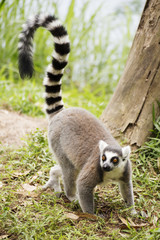 Naklejka na ściany i meble Ring-tailed lemur standing