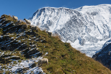 Fototapeta na wymiar sheep grazing on slope near Mont Blanc