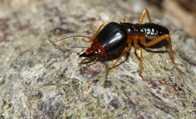 the soldier termite of soil eaters