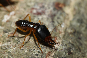 the soldier termite of soil eaters