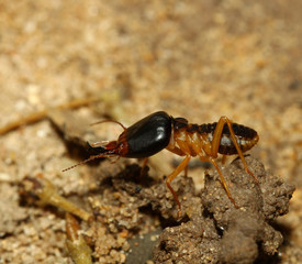 the big soldier termite of soil eaters