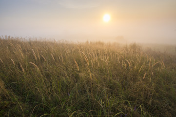 Mglisty ,słoneczny poranek nad łąką