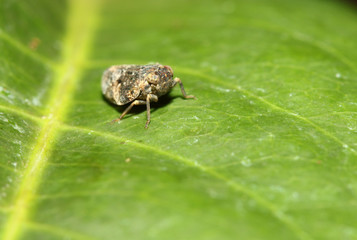 fly on leaf