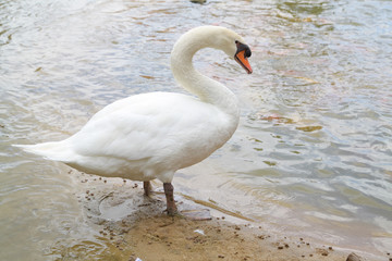 Swan on Lucerne Lake of thailand