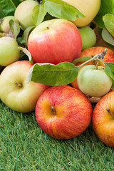 fresh garden apples on green grass, vertical