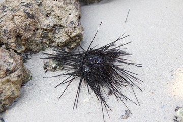 dead urchin on sand