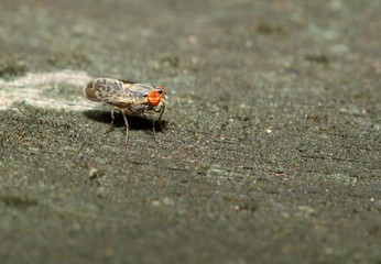 brown fly on wood back ground