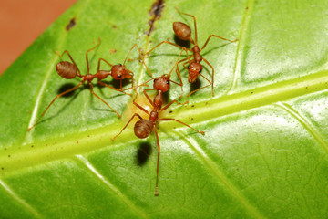 Three red ant on green leaf